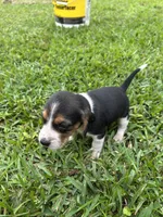 Boone , a male Beagle for sale in Coldspring, TX – 2 of 4
