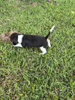 Ruby, a female Beagle for sale in Coldspring, TX – 2 of 4