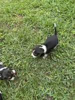 Millie , a female Beagle for sale in Coldspring, TX – 4 of 5