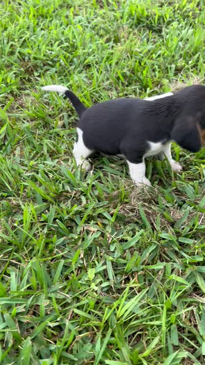 Ruby, a female Beagle for sale in Coldspring, TX – 4 of 4