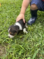 Lucy, a female Beagle for sale in Coldspring, TX – 3 of 5