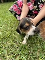 Sadie , a female Beagle for sale in Coldspring, TX – 3 of 3