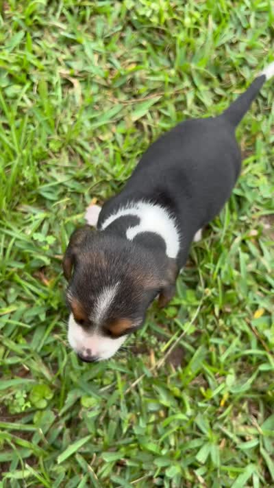 Millie , a female Beagle for sale in Coldspring, TX – 5 of 5