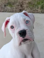 Perseus, a male Boxer for sale in Mineola, TX – Photo 1 of 7