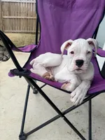 Perseus, a male Boxer for sale in Mineola, TX – Photo 6 of 7