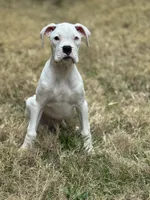 Perseus, a male Boxer for sale in Mineola, TX – Photo 4 of 7
