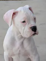 Perseus, a male Boxer for sale in Mineola, TX – Photo 2 of 7