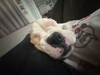 Perseus, a male Boxer for sale in Mineola, TX – Photo 3 of 7