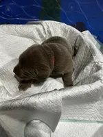 Male puppy 5, a male Labrador Retriever for sale in Linton, IN – 1 of 1