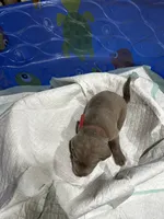 Male puppy4, a male Labrador Retriever for sale in Linton, IN – 1 of 1