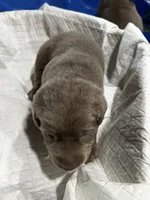 Puppy 3, a male Labrador Retriever for sale in Linton, IN – 1 of 1