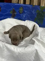 Female 4, a female Labrador Retriever for sale in Linton, IN – 1 of 1