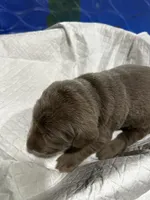 Male , a male Labrador Retriever for sale in Linton, IN – 1 of 1