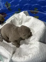 Female , a female Labrador Retriever for sale in Linton, IN – 1 of 1