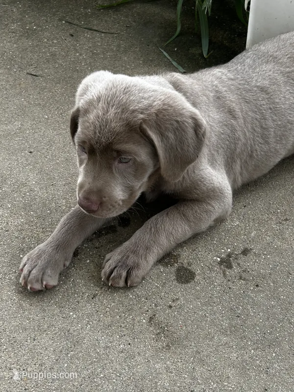 Female 3 – Labrador Retriever puppy for sale in Linton, IN