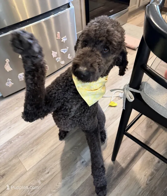 Stihl - sweetest boy – Pyredoodle puppy for sale in Bowling Green, OH
