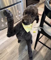 Stihl, a male Pyredoodle for sale in Bowling Green, OH – 4 of 7