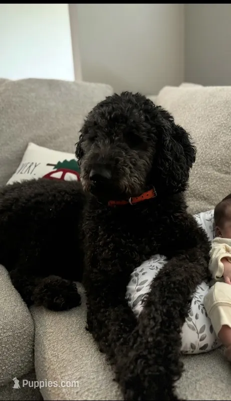 Stihl – Pyredoodle puppy for sale in Bowling Green, OH