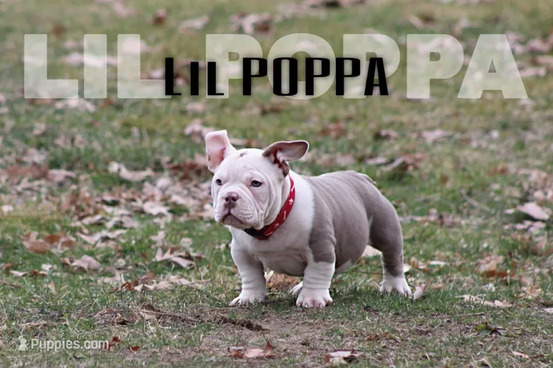 Lil poppa  – American Bully puppy for sale in Flint, MI
