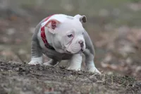 Lil HAMMER , a male American Bully for sale in Flint, MI – Photo 3 of 3