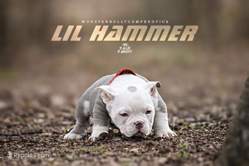Lil HAMMER  – American Bully puppy for sale in Flint, MI