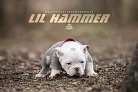 Lil HAMMER , a male American Bully for sale in Flint, MI – Photo 1 of 3