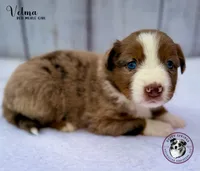 Velma, a female Miniature Australian Shepherd for sale in York, PA – 4 of 5