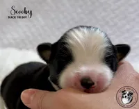 Scooby, a male Miniature Australian Shepherd for sale in York, PA – 1 of 6