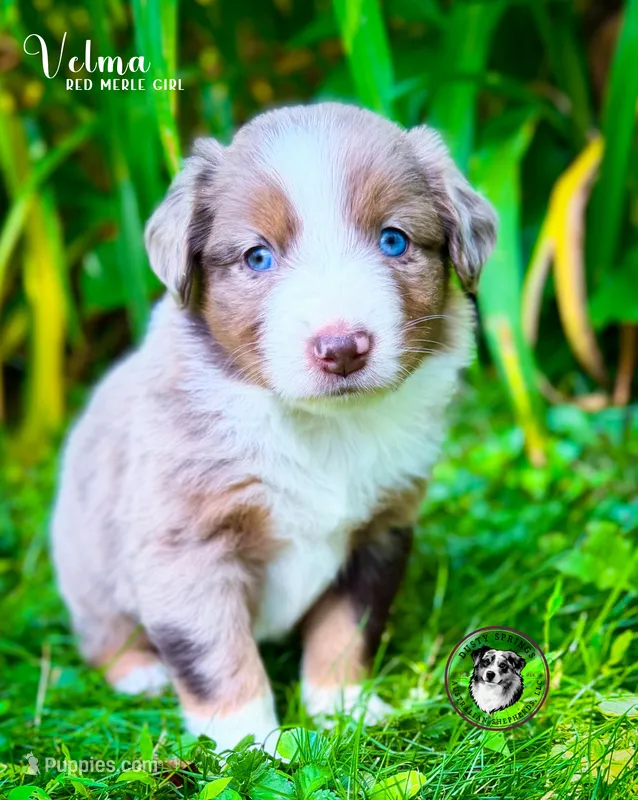 Velma – Miniature Australian Shepherd puppy for sale in York, PA