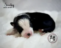 Scooby, a male Miniature Australian Shepherd for sale in York, PA – 3 of 6