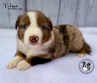 Velma, a female Miniature Australian Shepherd for sale in York, PA – 1 of 5