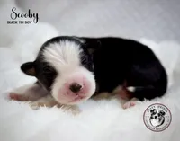 Scooby, a male Miniature Australian Shepherd for sale in York, PA – 5 of 6