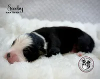 Scooby, a male Miniature Australian Shepherd for sale in York, PA – 4 of 6