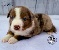 Velma, a female Miniature Australian Shepherd for sale in York, PA – 3 of 5