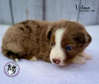 Velma, a female Miniature Australian Shepherd for sale in York, PA – 5 of 5