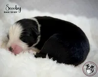 Scooby, a male Miniature Australian Shepherd for sale in York, PA – 2 of 6