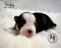 Scooby, a male Miniature Australian Shepherd for sale in York, PA – 6 of 6