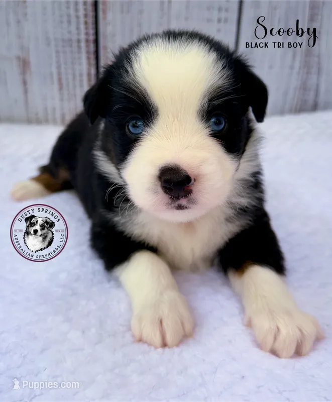 Scooby – Miniature Australian Shepherd puppy for sale in York, PA