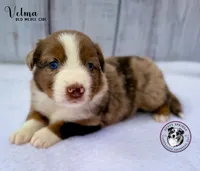 Velma, a female Miniature Australian Shepherd for sale in York, PA – 2 of 5