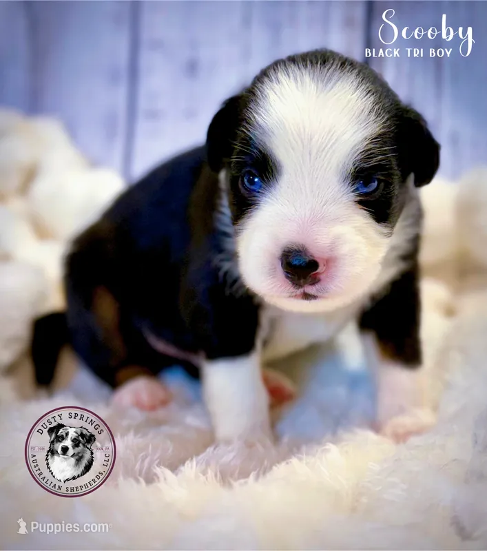 Scooby – Miniature Australian Shepherd puppy for sale in York, PA
