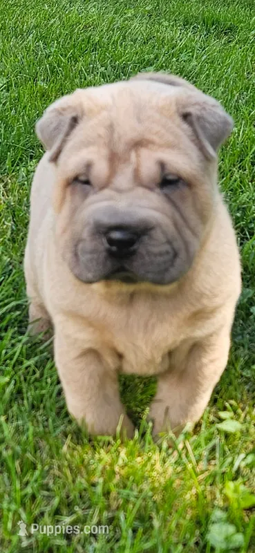 Snorkel – Chinese Shar-Pei puppy for sale in Wood Dale, IL