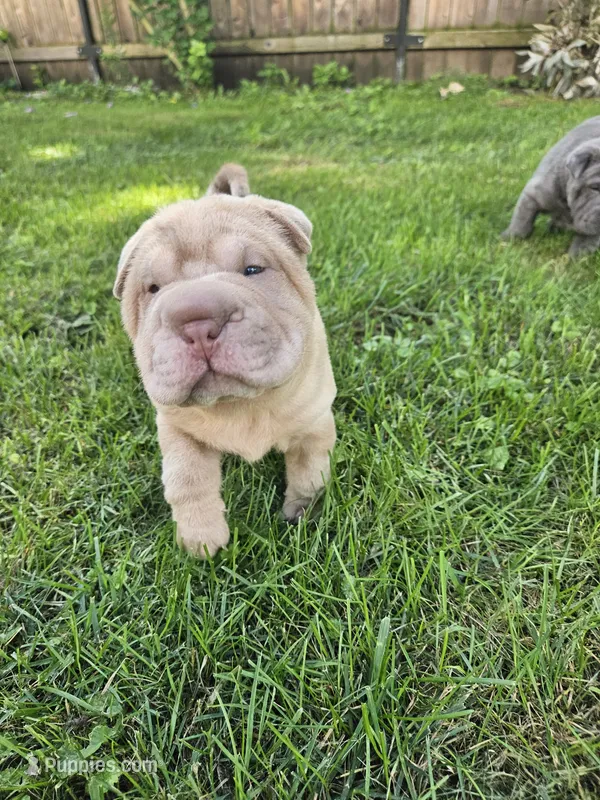 Lily – Chinese Shar-Pei puppy for sale in Wood Dale, IL