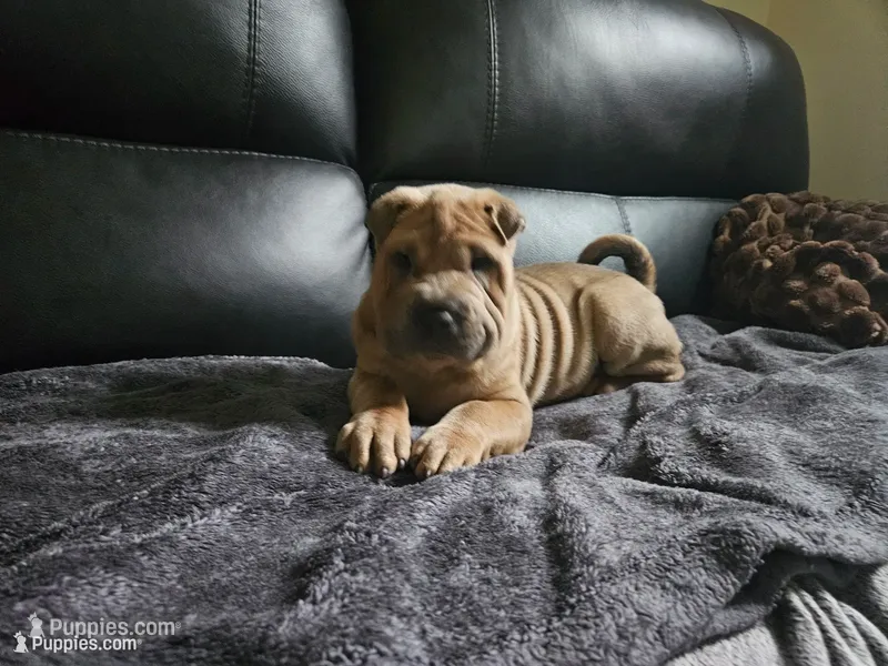 Cream boy – Chinese Shar-Pei puppy for sale in Wood Dale, IL