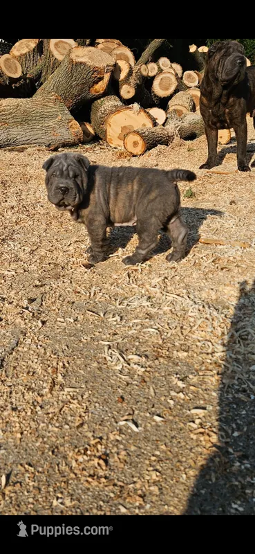 Ares – Chinese Shar-Pei puppy for sale in Wood Dale, IL
