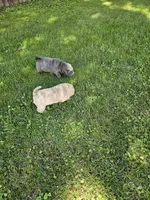 Blue, a male Chinese Shar-Pei for sale in Wood Dale, IL – 3 of 3