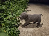 Ares, a male Chinese Shar-Pei for sale in Wood Dale, IL – 3 of 5