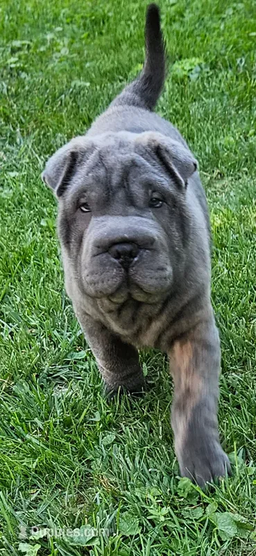 Ares – Chinese Shar-Pei puppy for sale in Wood Dale, IL