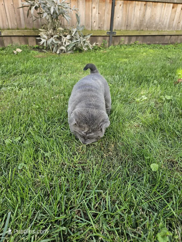 Blue, a male Chinese Shar-Pei for sale in Wood Dale, IL – 1 of 3