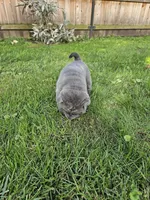 Blue, a male Chinese Shar-Pei for sale in Wood Dale, IL – 1 of 3