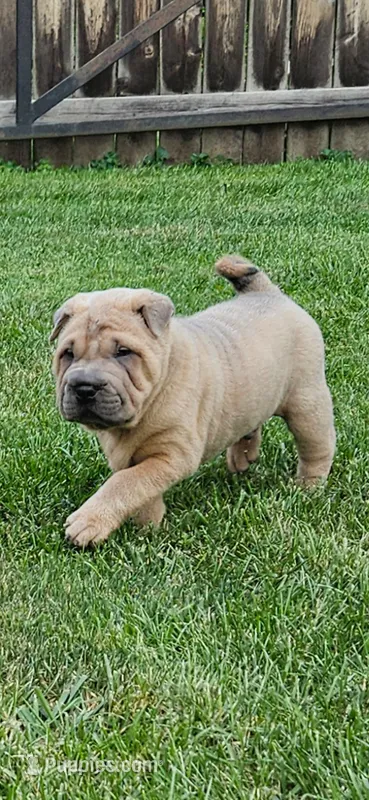Smoky – Chinese Shar-Pei puppy for sale in Wood Dale, IL